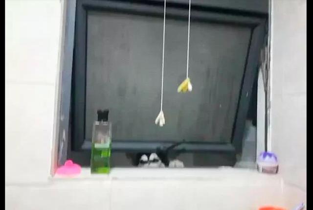 網友洗澡時聽到窗戶邊有聲音，仔細一瞧原來有隻哈士奇在偷看呢！