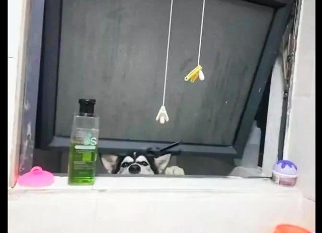 網友洗澡時聽到窗戶邊有聲音，仔細一瞧原來有隻哈士奇在偷看呢！