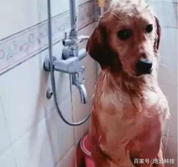 網友洗澡時聽到窗戶邊有聲音，仔細一瞧原來有隻哈士奇在偷看呢！