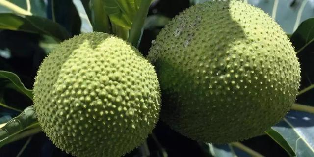 南美奇葩水果圖鑑，看起來超美味！