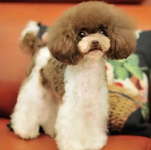 貴賓犬6種常見疾病的防治 