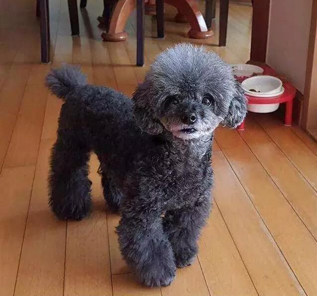 貴賓犬6種常見疾病的防治 