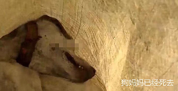 女子下樓倒垃圾，聽到垃圾桶內傳出異響，打開蛇皮袋後破口大罵