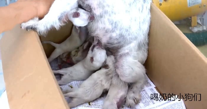 女子下樓倒垃圾，聽到垃圾桶內傳出異響，打開蛇皮袋後破口大罵