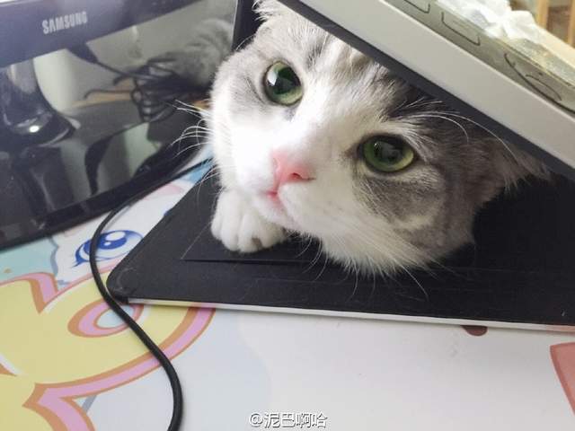 要什麼我們都給你～　天使臉小貓咪「一個表情」就萌殺全網 