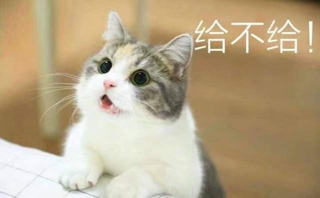 要什麼我們都給你～　天使臉小貓咪「一個表情」就萌殺全網 