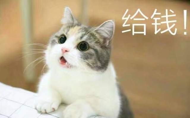 要什麼我們都給你～　天使臉小貓咪「一個表情」就萌殺全網 