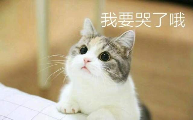 要什麼我們都給你～　天使臉小貓咪「一個表情」就萌殺全網 