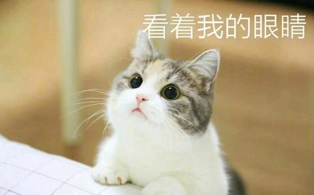 要什麼我們都給你～　天使臉小貓咪「一個表情」就萌殺全網 
