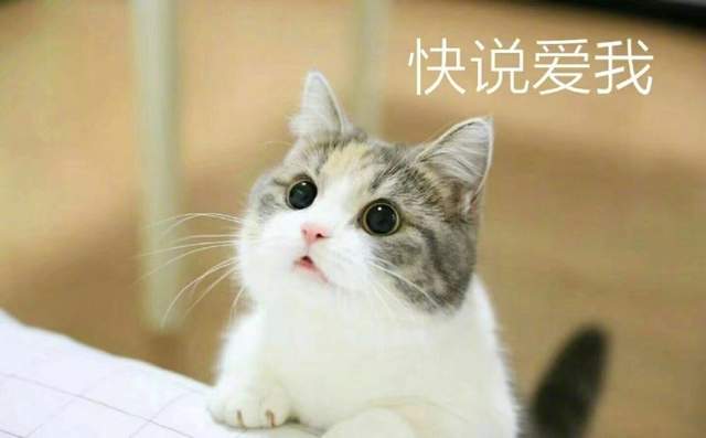 要什麼我們都給你～　天使臉小貓咪「一個表情」就萌殺全網 