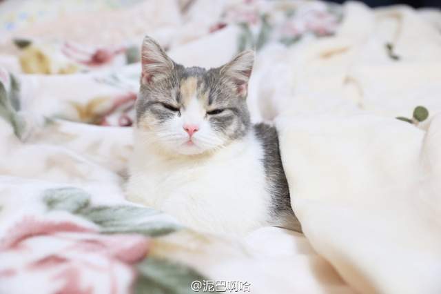 要什麼我們都給你～　天使臉小貓咪「一個表情」就萌殺全網 