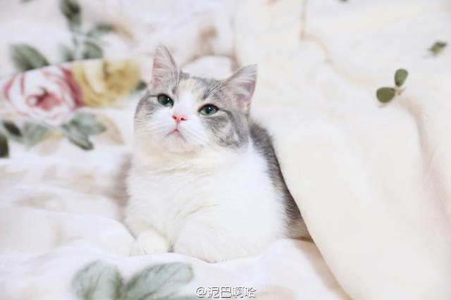 要什麼我們都給你～　天使臉小貓咪「一個表情」就萌殺全網 