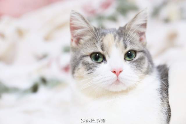 要什麼我們都給你～　天使臉小貓咪「一個表情」就萌殺全網 
