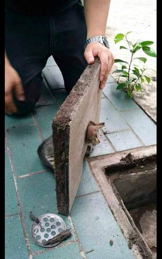 貓咪的頭卡在了下水道蓋子上，看到它那委屈的表情，原諒我笑了！