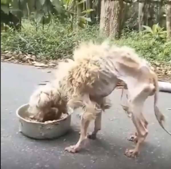 餓犬低頭狂吃，讓人看了都要噴淚，幾個月過去，蛻變小毛球，燦爛笑容萌翻大家