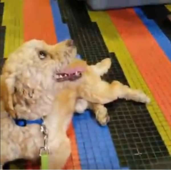 餓犬低頭狂吃，讓人看了都要噴淚，幾個月過去，蛻變小毛球，燦爛笑容萌翻大家