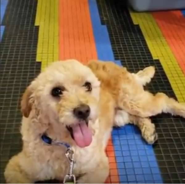餓犬低頭狂吃，讓人看了都要噴淚，幾個月過去，蛻變小毛球，燦爛笑容萌翻大家