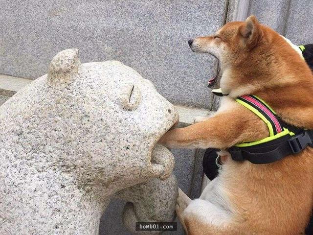 表情超有戲的柴柴被石獸咬住手手，臉部誇張表情完全戳中笑點啊！