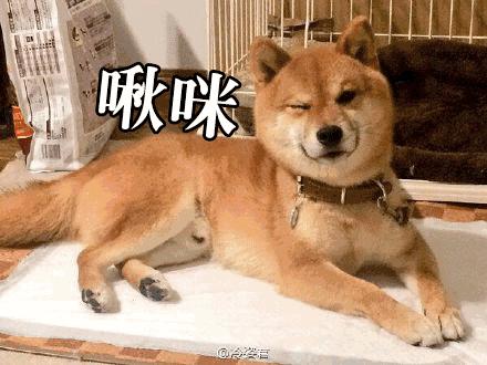 表情超有戲的柴柴被石獸咬住手手，臉部誇張表情完全戳中笑點啊！