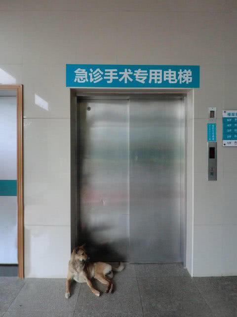 忠心土狗守在醫院1個月等候生病主人，只為報主人收養7天之恩