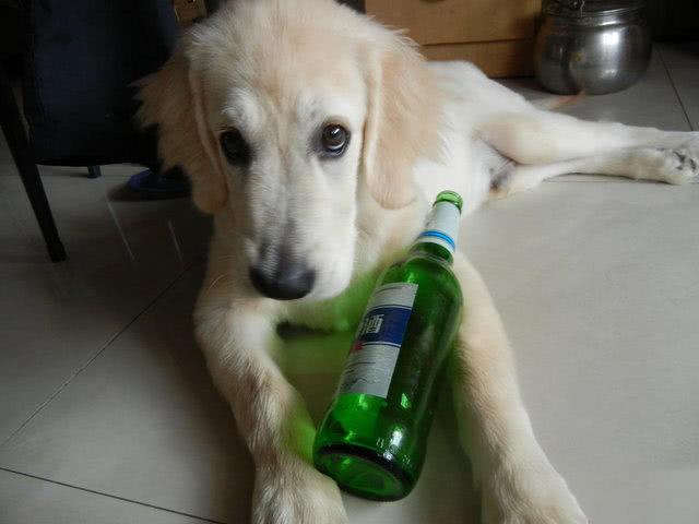 金毛趁主人不注意偷喝主人一瓶啤酒，結果酒量太差睡了整整一天