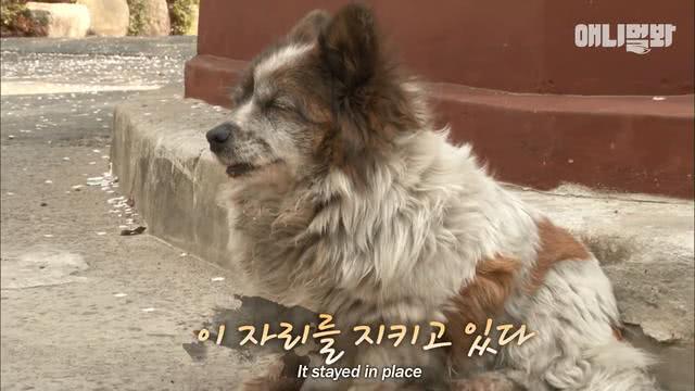 忠心狗狗原地等待10年，從幼崽變成老狗，依舊在等候主人