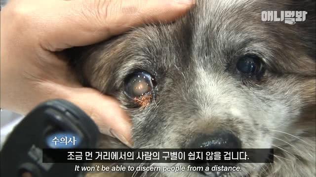 忠心狗狗原地等待10年，從幼崽變成老狗，依舊在等候主人