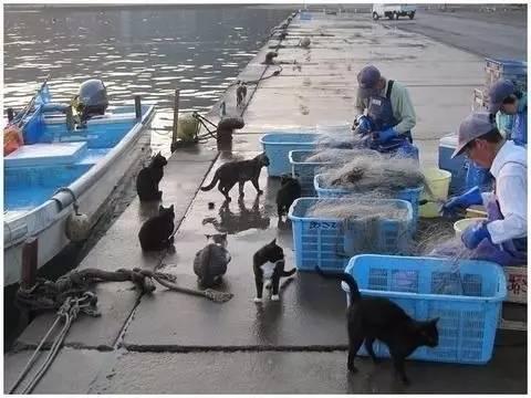 貓咪報恩救人感動全日本，這座貓島成貓奴們的世外桃源