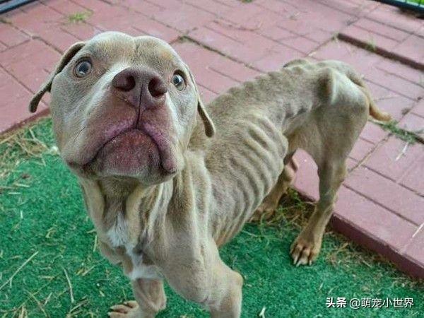 骷髏比特犬關籠子裡渴餓一周，被救1個月後長出幸福肥滿臉笑容
