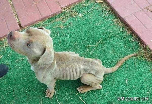 骷髏比特犬關籠子裡渴餓一周，被救1個月後長出幸福肥滿臉笑容