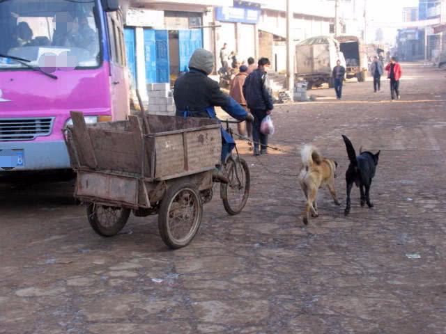 聰明土狗會報恩每天拉車陪主人打掃垃圾掙錢，一半的工資是狗掙得
