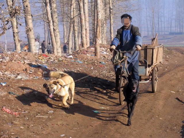 聰明土狗會報恩每天拉車陪主人打掃垃圾掙錢，一半的工資是狗掙得