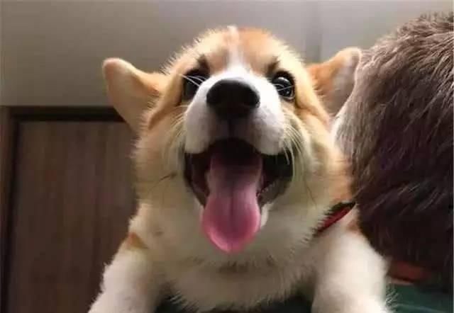 我們來聊聊，狗狗犯錯該不該打？
