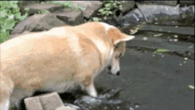 如果柯基是警犬，會發生什麼爆笑的事情呢(有片，超爆笑)