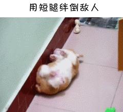 如果柯基是警犬，會發生什麼爆笑的事情呢(有片，超爆笑)