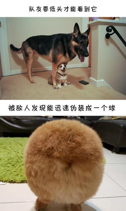 如果柯基是警犬，會發生什麼爆笑的事情呢(有片，超爆笑)