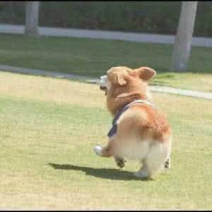 如果柯基是警犬，會發生什麼爆笑的事情呢(有片，超爆笑)
