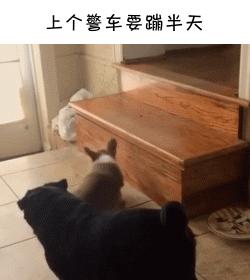 如果柯基是警犬，會發生什麼爆笑的事情呢(有片，超爆笑)