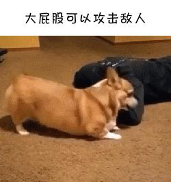 如果柯基是警犬，會發生什麼爆笑的事情呢(有片，超爆笑)