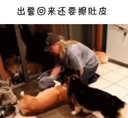如果柯基是警犬，會發生什麼爆笑的事情呢(有片，超爆笑)