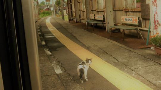 浪貓誤闖車廂「坐過站」怕怕　暖心車長「直接護送它回家」！