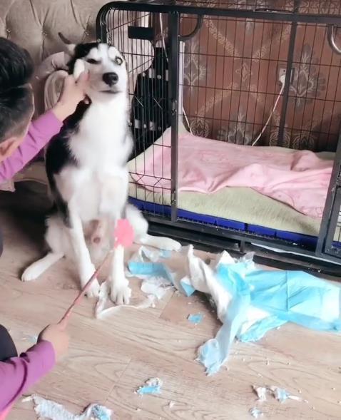 二哈趁主人睡覺拆家，主人醒來後懲罰二哈的方式笑抽網友