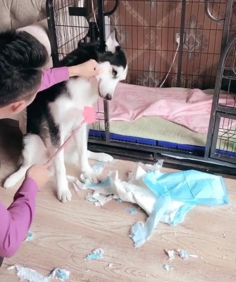 二哈趁主人睡覺拆家，主人醒來後懲罰二哈的方式笑抽網友