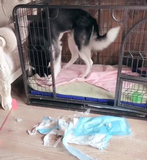 二哈趁主人睡覺拆家，主人醒來後懲罰二哈的方式笑抽網友