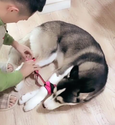 二哈趁主人睡覺拆家，主人醒來後懲罰二哈的方式笑抽網友