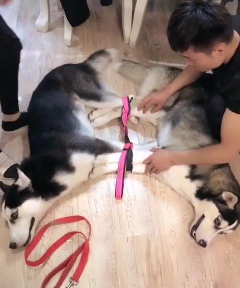 二哈趁主人睡覺拆家，主人醒來後懲罰二哈的方式笑抽網友