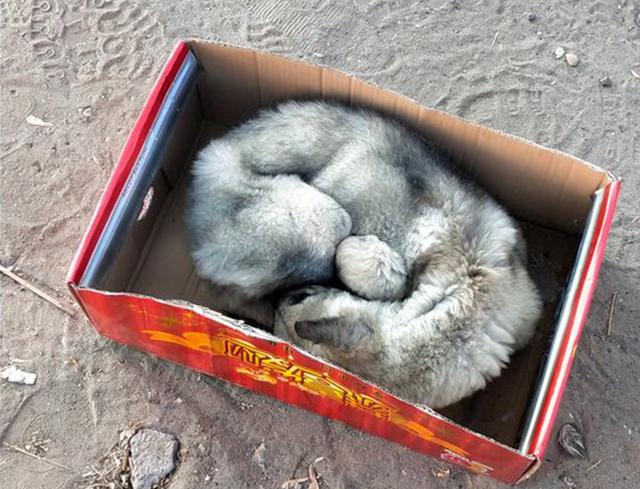 二哈趁主人睡覺拆家，主人醒來後懲罰二哈的方式笑抽網友