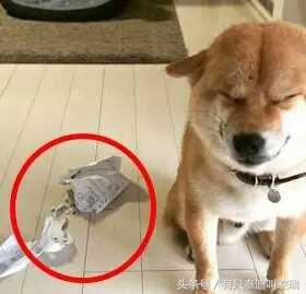 柴犬忽然邪魅一笑，主人找到原因又笑又哭