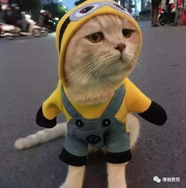 柴犬忽然邪魅一笑，主人找到原因又笑又哭