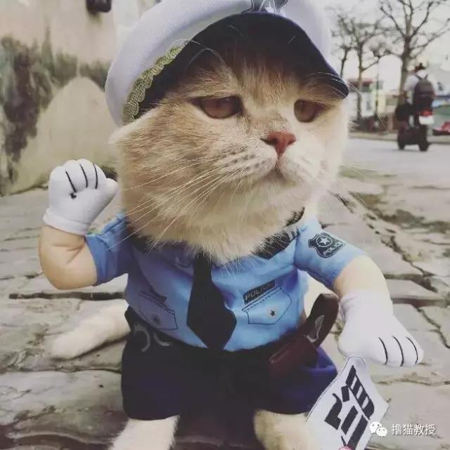 柴犬忽然邪魅一笑，主人找到原因又笑又哭